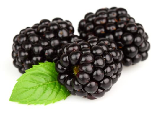 Balot Eko Owocowy Raj (jeżyny bezkolcowa) wys. 30-40 cm