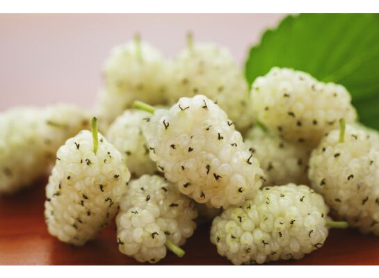 Balot Eko Owocowy Raj (morwy) wys. 30-40 cm