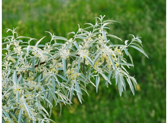 Balot Eko Owocowy Raj (oliwnik) wys. 20-40 cm