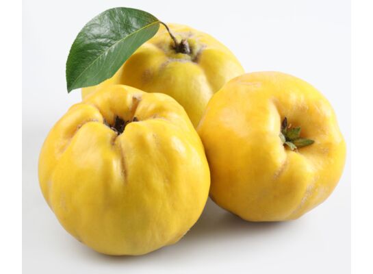 Balot Eko Owocowy Raj (pigwowiec) wys. 20-40 cm