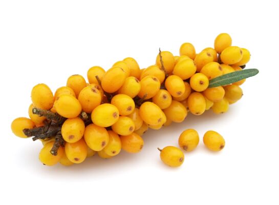 Balot eko Owocowy Raj (rokitnik) wys. 20-40 cm