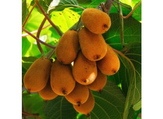 Mini kiwi wys. 30-50 cm don. P9/C1