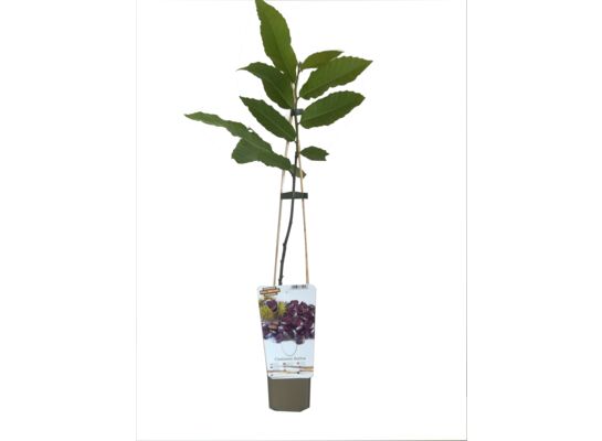 Krzew owocowy Owocowa Elita P9/C1 mix