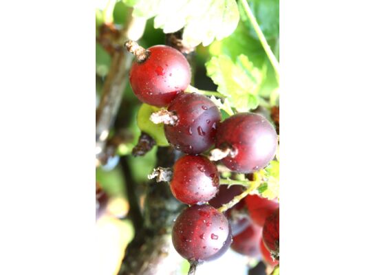 Owocowa elita (porzeczkoagrest) wys. 30-50 cm don. P9/C1