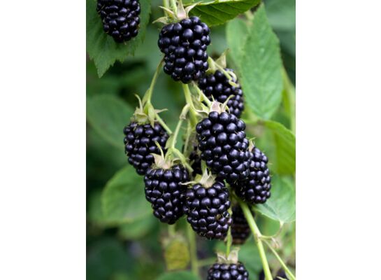 Owocowy raj don. P9/C1