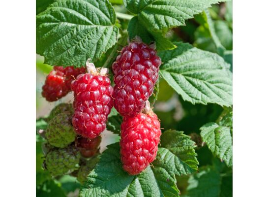 Owocowy raj (malinojeżyna) wys. 30-50 cm don. P9/C1