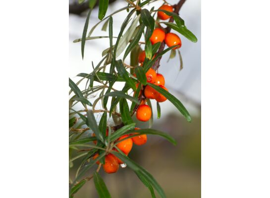 Owocowy raj (rokitnik) wys. 30-50 cm don. P9/C1