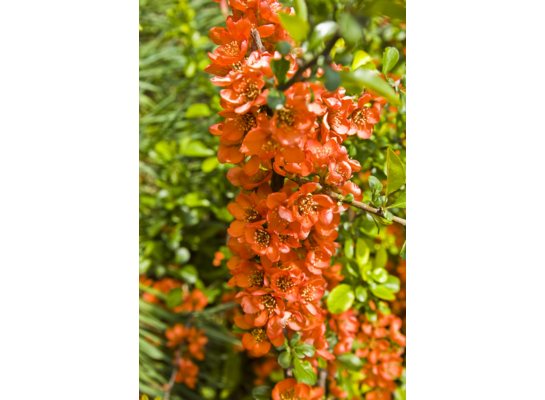 Owocowy raj (pigwowiec japoński) wys. 30-50 cm don. P9/C1