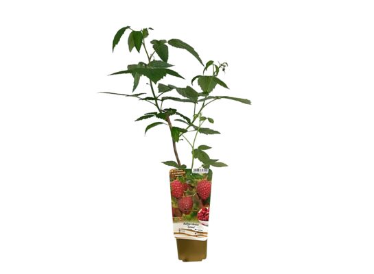 Krzewy owocowe Smaki dzieciństwa wys. 30-50 cm don. P9/C1