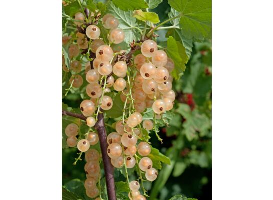 Porzeczki Smaki Dzieciństwa mix wys. 30-40 cm don. P9/C1