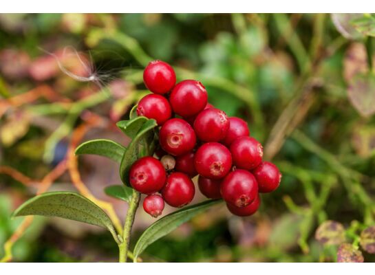 Krzew owocowy Owocowy Raj mix wys. 30-50 cm don. P9/C1