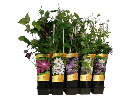 Powojnik C2 90 x 11 cm mix