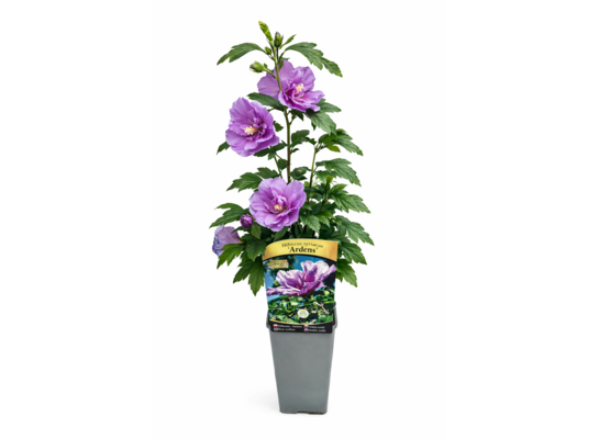 Ketmia C2 60 x 11 cm mix