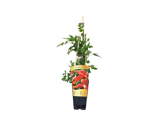 Milin amerykański C2 60 x 11 cm mix