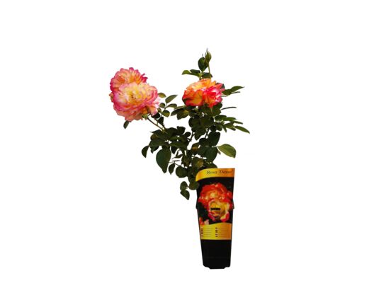 Róża mix wys. 60 cm don. C2