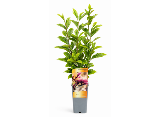 Magnolia 60 x 11 cm mix