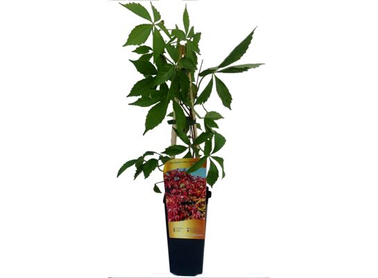 Winobluszcz C2 60 x 11 cm mix