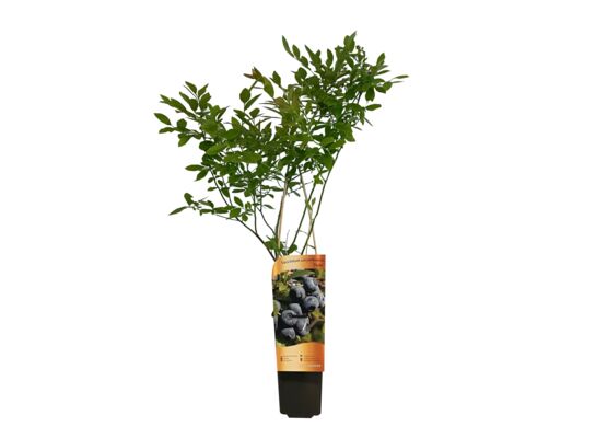 Borówka amerykańska C2 30 x 11 cm mix