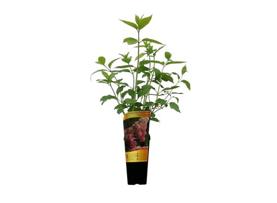 Hortensja bukietowa C2 wys. 60 cm