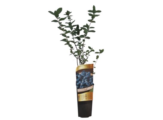 Jagoda kamczacka C2 mix