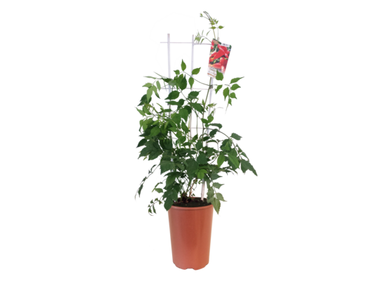 Milin amerykański, wys. 90 cm, don. 4 l