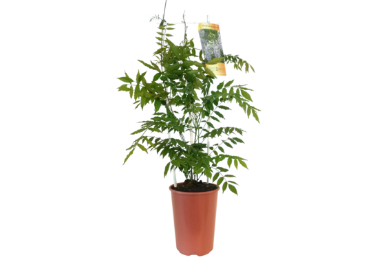 Glicynia mix wys. 90 cm don. C4