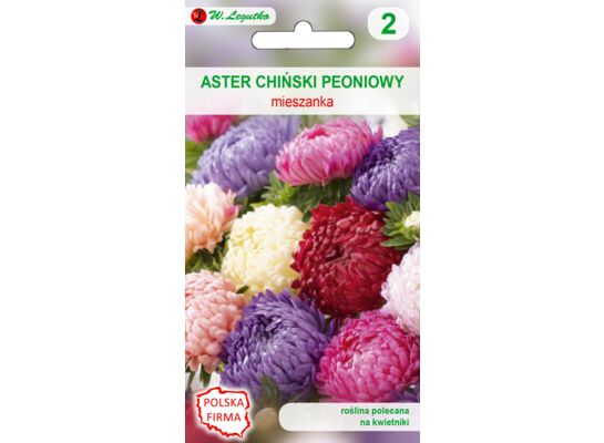 Aster chiński peoniowy mieszanka 50-80 cm W.Legutko