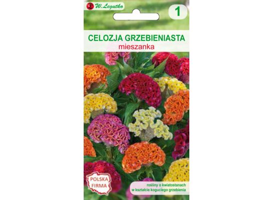 Celozja grzebieniasta mieszanka 20-30 cm W.Legutko