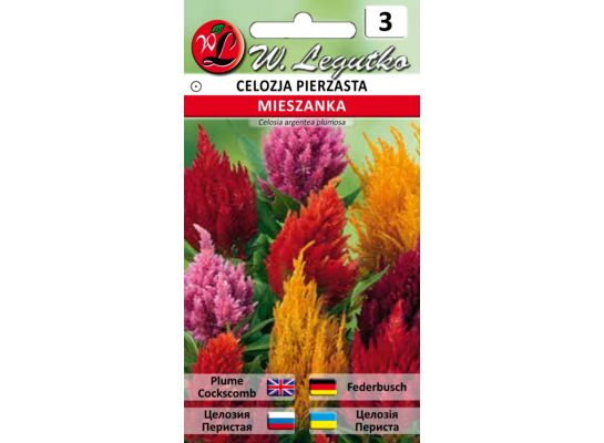 Celozja pierzasta mieszanka 20-30 cm W.Legutko