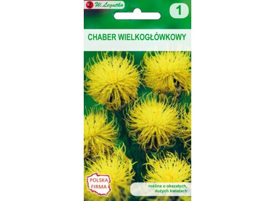 Chaber wielkogłówkowy żółty 80-100 cm W.Legutko