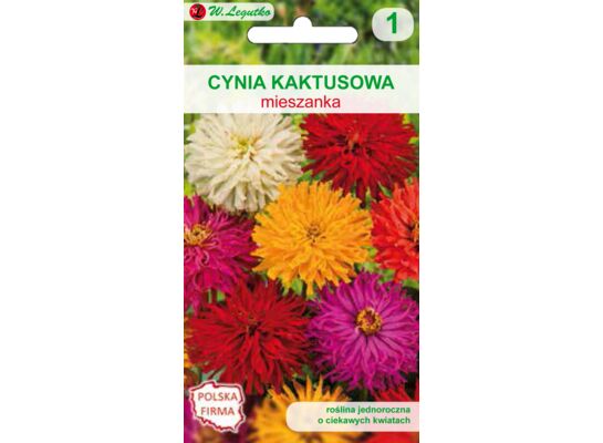 Cynia wytworna kaktusowa mieszanka 60 cm W.Legutko