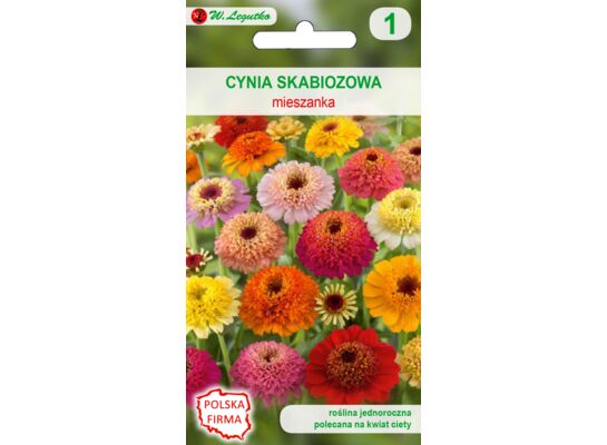 Cynia wytworna skabiozowa mieszanka 70 cm W.Legutko