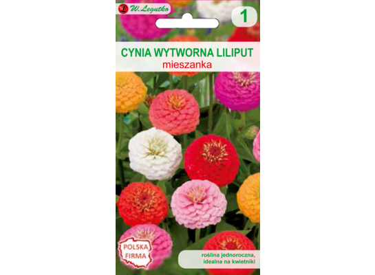 Cynia wytworna Liliput mieszanka 50 cm W.Legutko