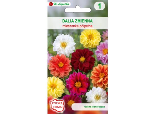 Dalia zmienna karłowa półpełna mieszanka 15-30 cm W.Legutko