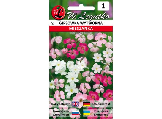 Gipsówka wytworna mieszanka 40-50 cm W.Legutko