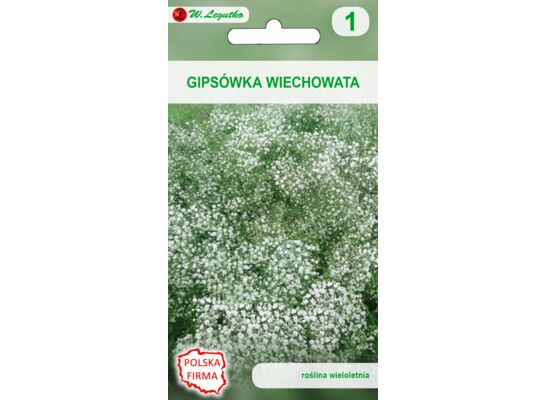 Gipsówka wiechowata biała 100-120 cm W.Legutko