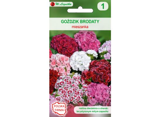 Goździk brodaty mieszanka 35-50 cm W.Legutko