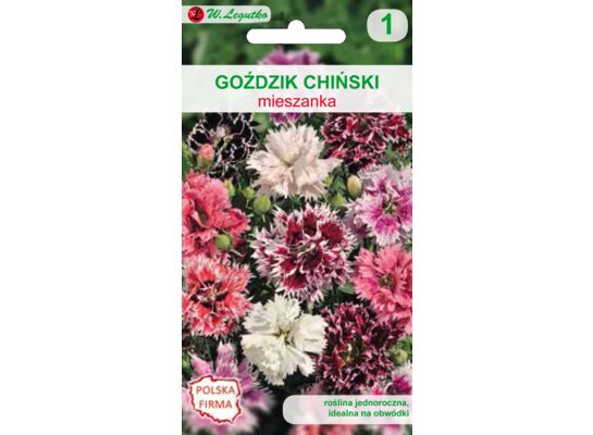 Goździk chiński mieszanka 20-25 cm W.Legutko