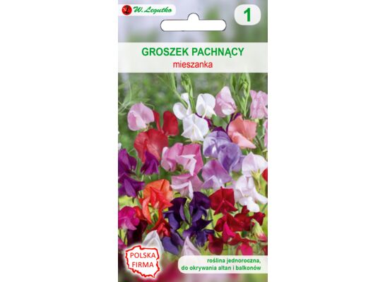 Groszek pachnący mieszanka 100-150 cm W.Legutko