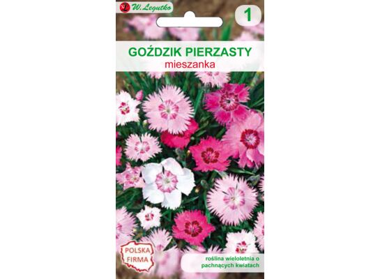 Goździk pierzasty mieszanka 25-30 cm W.Legutko