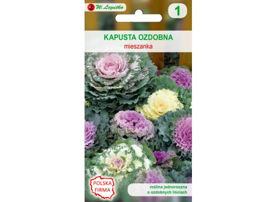 Kapusta ozdobna mieszanka 20-30 cm W.Legutko