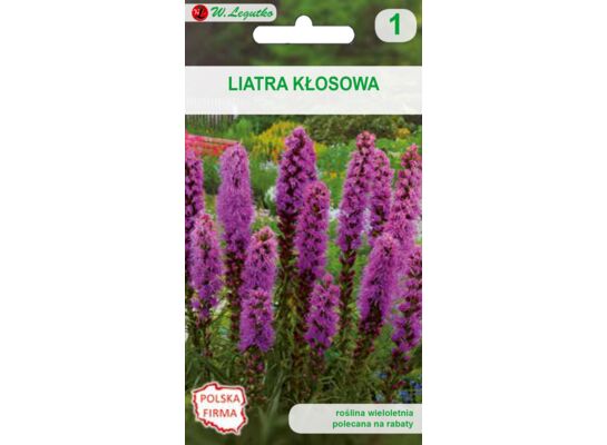 Liatra kłosowa 50-80 cm W.Legutko