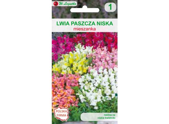Lwia paszcza niska mieszanka 25-35  cm W.Legutko