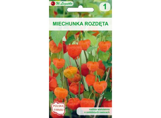 Miechunka rozdęta pomarańczowa 40-60 cm W.Legutko