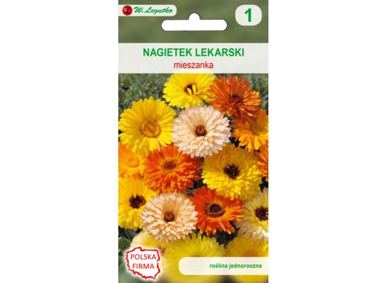 Nagietek lekarski mieszanka 50-60 cm W.Legutko