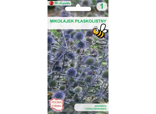 Mikołajek płaskolistny 100-120 cm W.Legutko