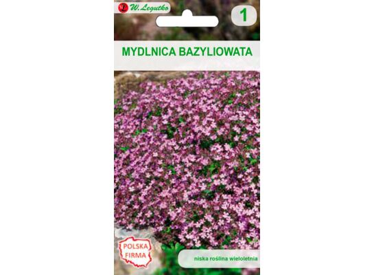 Mydlnica bazyliowata różowa 15-20 cm W.Legutko