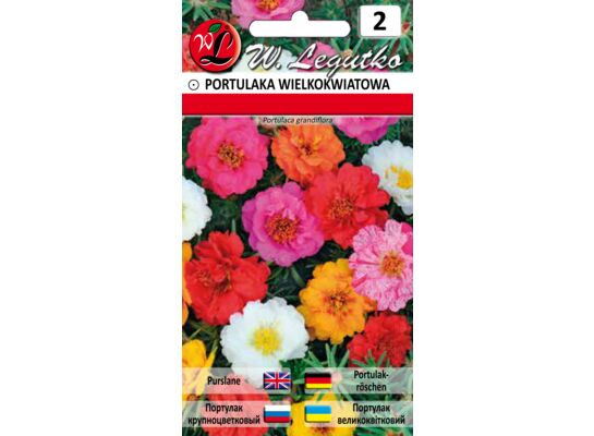Portulaka wielkokwiatowa mieszanka 15 cm W.Legutko