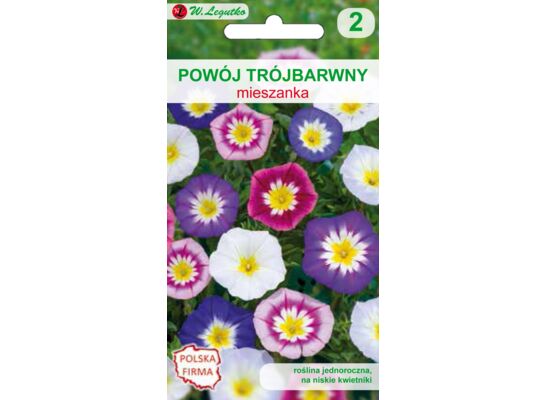 Powój trójbarwny mieszanka 30-40 cm W.Legutko