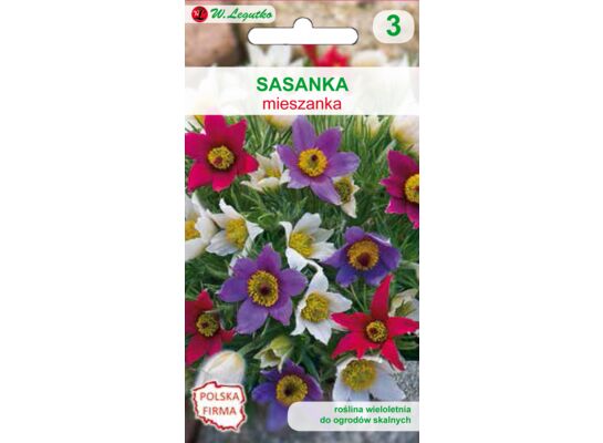Sasanka zwyczajna mieszanka 20-40 cm W.Legutko